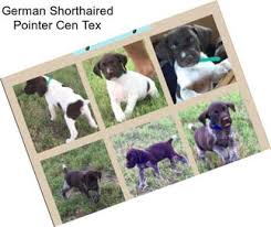 Fox red labrador and german shorthaired pointer puppies and working dogs are for sale occasionally. German Shorthaired Pointer Puppies For Sale In Fresno Agriseek Com