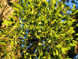Why not try growing your own, says graham rice. Where Does Mistletoe Grow Lovetoknow