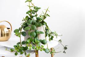 Image result for Peperomia molleri