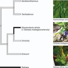 Image result for Sebaea junodii