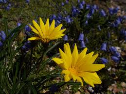 Image result for Gazania krebsiana