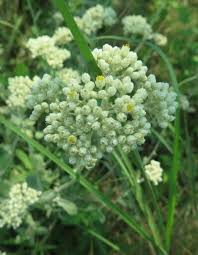 Image result for Helichrysum panduratum
