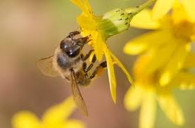 The energy expended in traveling a far distance would outweigh the benefits of the food. Why Do Bees Collect Nectar Busy Beekeeping