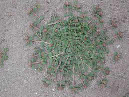 Image result for Euphorbia ophthalmica
