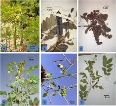 Image result for Senna bicapsularis