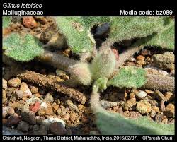 Image result for Glinus lotoides