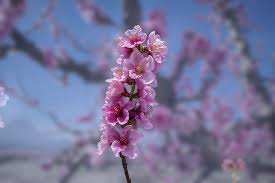 We did not find results for: Hd Wallpaper Flower Peach Branch Bloom Cieza Spain Murcia Flowering Plant Wallpaper Flare