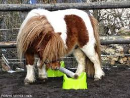 Ponys Verstehen Cavalettis Alla Ikea Ponys Pferd Ikea