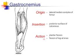 The medial and the lateral head. Musculoskeletal Anatomy Quiz Ppt Video Online Download