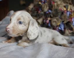 Fig forest farm is located deep in the piney woods of northeast texas, 2 1/2 hrs east of dallas or 3 hrs north of houston. Pin On The Doxies