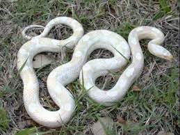 Snow Snakes Corn Snake Snake Pet Snake