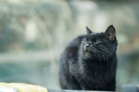 Ular hitam besar menunggu email protected@h hendak dikebumikan,ternyata masa hidupnya sering lakukan ini… 8 Fakta Menarik Kucing Hitam Membawa Keberuntungan