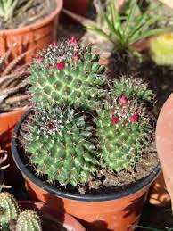 Fotos Y Nombres De 17 Cactus Y Crasas Cactus Y Suculentas Plantas Suculentas Suculentas