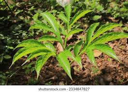 Image result for Cryptosepalum maraviense
