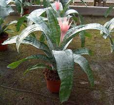 Il suo design è molto romantico, si presenta. Piante Da Vaso Aechmea Ecmea Aechmea Aurantiaca Aechmea Bracteata Aechmea Caudata Aechmea Chantinii Aechmea Fasciata Aechmea Fulgens Aechmea Laundei Aechmea Mariae Reginae Aechmea Marmorata Aechmea Miniata Aechmea Rhodocyanea