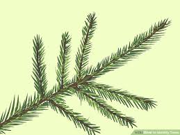 How To Identify Trees 15 Steps With Pictures Wikihow