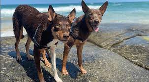 Maybe you would like to learn more about one of these? Australian Kelpie Dog Facts Care Tips 2021 Pet Circle