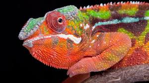 We've enjoyed quite a few chameleon videos, but this national geographic video is not only full of fascinating information, it's visually stunning. Bbc Earth Secrets Of How A Chameleon Changes Its Colour
