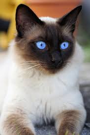 Black And White Siamese Cat Siamese Domestic Cat Photography Black And White Animals Cat Pictures Animal Image Images Pretty Cats Cat Breeds Cute Cats And Kittens