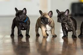 tipps zum hunde fotografieren neunzehn72 mopswelpen bulldoggenwelpen franzosische bulldogge