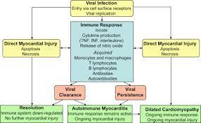 Murine models of enteroviral myocarditis suggest viral myocarditis is characterized by 3 phases. Pediatric Myocarditis Sciencedirect
