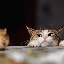 To answer the question, we need to consider the causes, symptoms and treatment for coccidia in cats. Cats And Mice Potential For Disease And Other Dangers