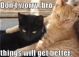 Image result for feel better cat