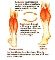 Une contracture est une contraction musculaire involontaire de plusieurs fibres si, malgré la contracture, le muscle continue à être sollicité, il peut se produire une élongation. Accidents Musculaires Club Football Athletic Club Le Pontet Vedene Footeo