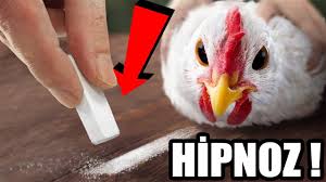 Hayvanlar Hakkinda Bilmediginiz 8 Sey Youtube