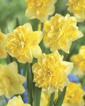 Sweet Pomponette Daffodil Veseys Daffodils Flowers Garden Bulbs