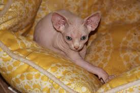 Hairless rats make wonderful pets, but they do require a little more care than their furry counterparts. Gorgeous Sphynx Kittens Is A Sphynx Breeder In Staten Island Ny Call Us Today At 917 924 8992 Sphynxcats Sph Hypoallergenic Cats Kitten Adoption Kittens