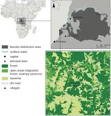 Image result for Sarcophrynium schweinfurthianum