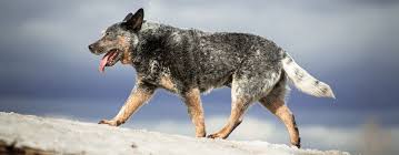 Big dogs with pointy ears. 10 Dog Breeds With Pointy Ears Pet Side