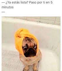 28 Memes De Perros Que Te Haran Derramar Lagrimas De Risa Pugs Funny Cute Pugs Baby Pugs