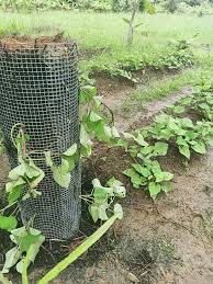 Cara tanam ubi rambat/ubi jalar yg benar. Ubi Keledek Purple Master Gardener Putrajaya Facebook