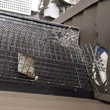Free inspection for your places. 24 7 Animal Pest Control 11 Photos 20 Reviews Pest Control 4603 Weber Terrace Ct St Louis Mo Phone Number Services