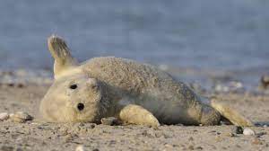 Erleben sie das ursprüngliche unesco weltnatuerbe wattenmeer mit seiner faszinierenden tierwelt. Wilde Heimat Deutschland Nicht Alle Tiere Werden Gerettet Reise Sz De
