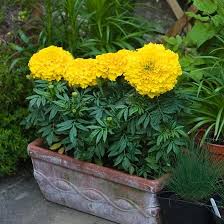 Top 25 Most Beautiful Marigold Flowers For flowers pictures check here flowers names with pictures. top 25 most beautiful marigold flowers