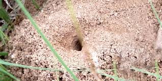 A diy sweat bee repellent: How To Get Rid Of Sweat Bees Easily Trap Or Repel The Buggers