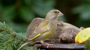 Vögel sind gern gesehene gäste im garten. Neue Zahlung Weniger Vogel In Den Garten Oko Test