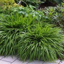 Japanwaldgras Hakonechloa Macra Gartenboden Ziergras Garten
