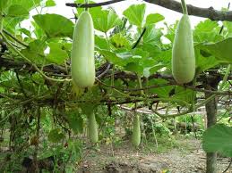 Hal ini agar labu siam dapat tumbuh semakin baik dan sehat, sebelum ditanam langsung kedalam tidak hanya itu, banyak petani juga ingin memiliki pohon durian yang dapat menghasilkan banyak 3 tips menanam tomat agar subur dan berbuah lebat. Labu Nya Siap Untuk Dipanen Dan Tips Menanam Nya Agar Berbuah Banyak Dan Besar Steemit