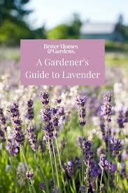If planted in the fall, lavender plants should be larger and more established to ensure it will survive the first winter. 23 Top Lavender Varieties For Filling Your Garden With Color And Fragrance Lavender Plant Lavender Varieties Plants