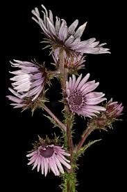 Image result for Berkheya johnstoniana