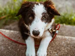 But a dog's normal temperature can range anywhere between 100.4 and 102.5. Dog Temperature Dog Fever Advice Uk Vets Now