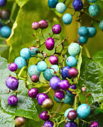 Image result for Ampelopteris