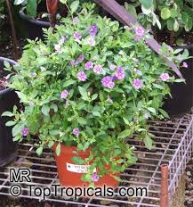 Image result for Lycianthes rantonnetii