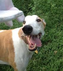 Find pet care, book and pay, and get updates through the app. Services Fees Cat And Dog Sitting And Pet Care In Arlington Tx Blonde Dog Pet Sitting