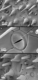 photo of a species of Sandokanidae eating a snail was also taken", by...