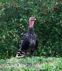 Bag the meat and put it on ice or in the refrigerator. Broad Breasted Bronze Turkey Poults For Sale Myers Poultry